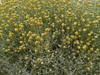 Helichrysum stoechas 53, Saxifraga-Hans Grotenhuis