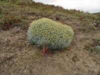 Helichrysum stoechas 54, Saxifraga-Hans Grotenhuis
