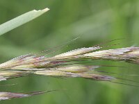 Helictochloa pratensis, Meadow Oat-grass