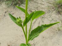 Heliopsis helianthoides 2, Saxifraga-Rutger Barendse