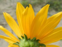 Heliopsis helianthoides 3, Saxifraga-Rutger Barendse