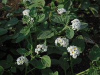 Heliotropium ellipticum 1, Saxifraga-Ed Stikvoort