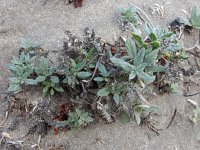 Heliotropium ramosissimum 5, Saxifraga-Ed Stikvoort