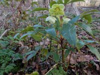Helleborus argutifolius 2, Corsicaans nieskruid, Saxifraga-Ed Stikvoort