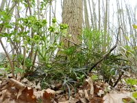 Helleborus foetidus 23, Stinkend nieskruid, Saxifraga-Rutger Barendse
