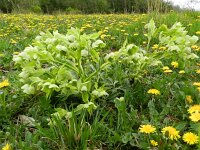 Helleborus foetidus 28, Stinkend nieskruid, Saxifraga-Rutger Barendse