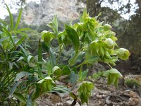 Helleborus foetidus 29, Stinkend nieskruid, Saxifraga-Ed Stikvoort