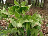 Helleborus foetidus 42, Stinkend nieskruid, Saxifraga-Hans Grotenhuis