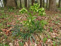 Helleborus foetidus 43, Stinkend nieskruid, Saxifraga-Hans Grotenhuis