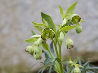 Helleborus foetidus 44, Stinkend nieskruid, Saxifraga-Jan Nijendijk