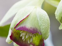 Helleborus foetidus 45, Stinkend nieskruid, Saxifraga-Jan Nijendijk
