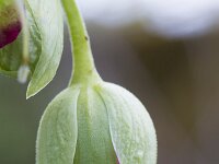 Helleborus foetidus 46, Stinkend nieskruid, Saxifraga-Jan Nijendijk