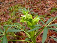 Helleborus foetidus 48, Stinkend nieskruid, Saxifraga-Hans Grotenhuis
