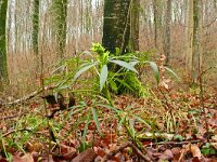Helleborus foetidus 49, Stinkend nieskruid, Saxifraga-Hans Grotenhuis