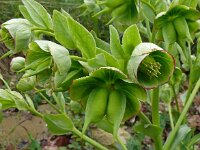 Helleborus foetidus 50, Stinkend nieskruid, Saxifraga-Hans Grotenhuis