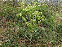 Helleborus foetidus 51, Stinkend nieskruid, Saxifraga-Hans Grotenhuis