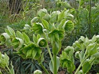 Helleborus foetidus 52, Stinkend nieskruid, Saxifraga-Hans Grotenhuis
