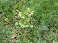 Helleborus foetidus 53, Stinkend nieskruid, Saxifraga-Michiel Drok