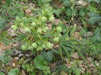 Helleborus foetidus 54, Stinkend nieskruid, Saxifraga-Michiel Drok