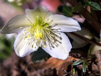 Helleborus niger 5, Saxifraga-Jan van der Straaten