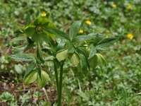 Helleborus odorus ssp cyclophyllus 2, Saxifraga-Harry Jans