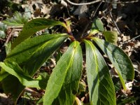 Helleborus orientalis 10, Saxifraga-Rutger Barendse