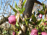 Helleborus orientalis 2, Saxifraga-Rutger Barendse