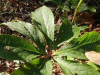 Helleborus orientalis 7, Saxifraga-Rutger Barendse