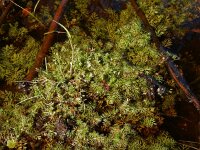 Helosciadium inundatum 2, Ondergedoken moerasscherm, Saxifraga-Ed Stikvoort