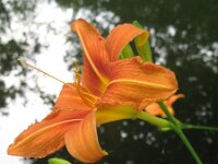 Hemerocallis fulva 4, Bruine daglelie, Saxifraga-Rutger Barendse