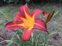 Hemerocallis fulva 6, Bruine daglelie, Saxifraga-Rutger Barendse