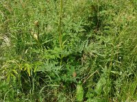 Heracleum sibiricum 3, Saxifraga-Hans Grotenhuis