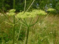 Heracleum sibiricum 5, Saxifraga-Hans Grotenhuis