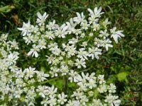 Heracleum sphondylium 23, Gewone berenklauw, Saxifraga-Rutger Barendse