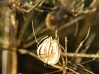 Heracleum sphondylium 24, Gewone berenklauw, Saxifraga-Rutger Barendse