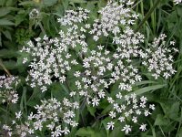 Heracleum sphondylium 5, Gewone berenklauw, Saxifraga-Peter Meininger
