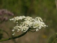 Heracleum sphondylium 67, Gewone berenklauw, Saxifraga-Jan van der Straaten