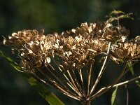 Heracleum sphondylium 69, Gewone berenklauw, Saxifraga-Jan van der Straaten