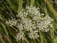 Heracleum sphondylium 70, Gewone berenklauw, Saxifraga-Jan van der Straaten