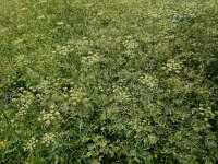 Heracleum sphondylium ssp sibiricum 55, Saxifraga-Ed Stikvoort