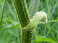 Heracleum sphondylium var sphondylium 27, Gewone berenklauw, Saxifraga-Rutger Barendse