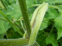 Heracleum sphondylium var sphondylium 28, Gewone berenklauw, Saxifraga-Rutger Barendse
