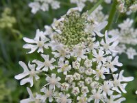 Heracleum sphondylium var sphondylium 30, Gewone berenklauw, Saxifraga-Rutger Barendse