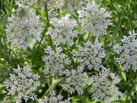 Heracleum sphondylium var sphondylium 32, Gewone berenklauw, Saxifraga-Rutger Barendse