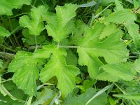 Heracleum sphondylium var sphondylium 33, Gewone berenklauw, Saxifraga-Rutger Barendse
