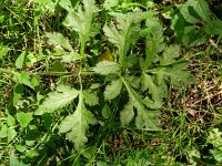 Heracleum sphondylium var sphondylium 42, Gewone berenklauw, Saxifraga-Rutger Barendse