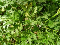 Heracleum sphondylium var sphondylium 43, Gewone berenklauw, Saxifraga-Rutger Barendse