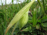 Hermodactylus tuberosus 2, Saxifraga-Rutger Barendse