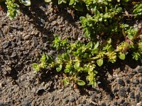 Herniaria glabra 22, Kaal breukkruid, Saxifraga-Ed Stikvoort