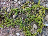 Herniaria glabra 26, Kaal breukkruid, Saxifraga-Ed Stikvoort